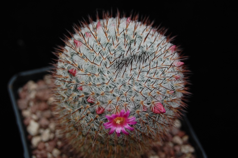 Mammillaria vaupelii REP 949