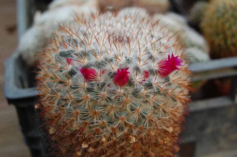 Mammillaria vaupelii v. flavispina WM 7510