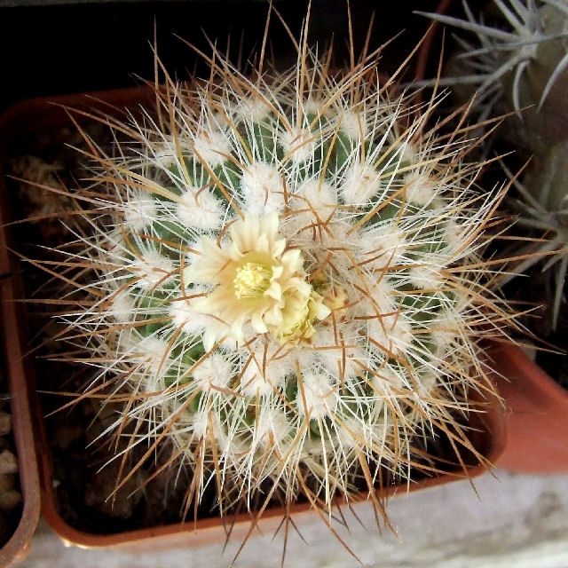 stenocactus vaupelianus