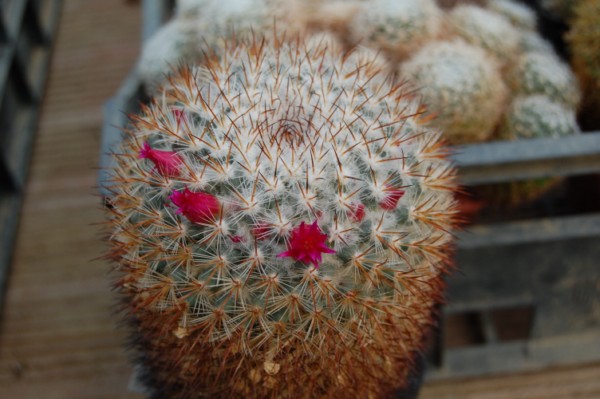 Mammillaria vaupelii v. flavispina WM 7510