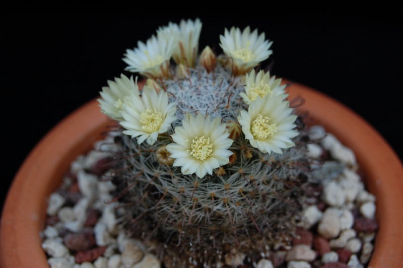 Mammillaria vergelensis P 358