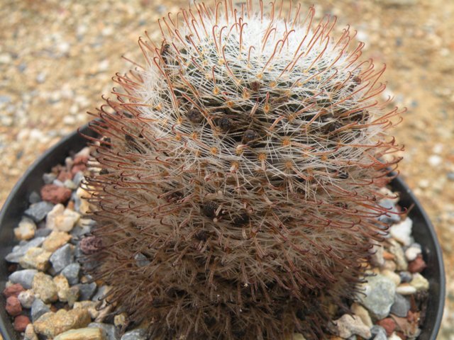 mammillaria vergellensis 