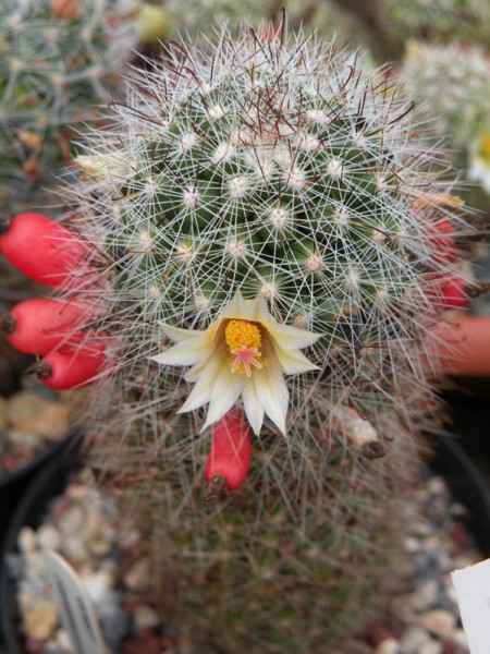 Mammillaria verhaertiana 