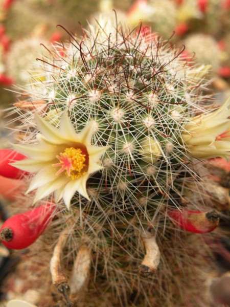 Mammillaria verhaertiana 