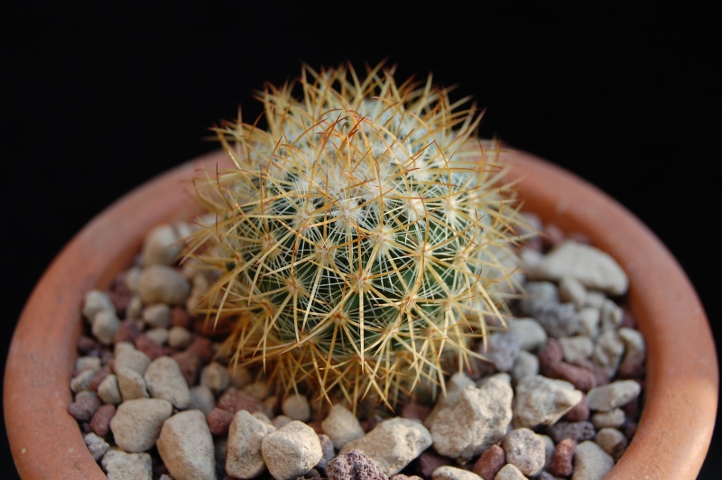 Mammillaria verticealba v. zacatecasensis REP 973