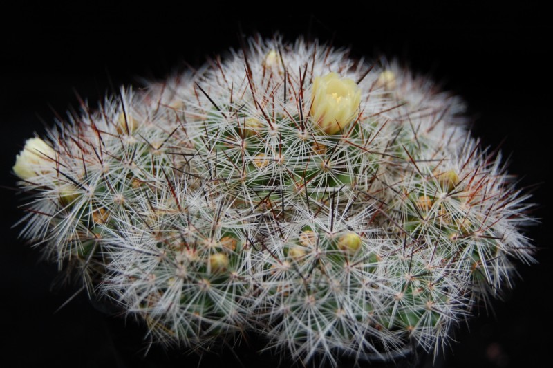 Mammillaria vetula 