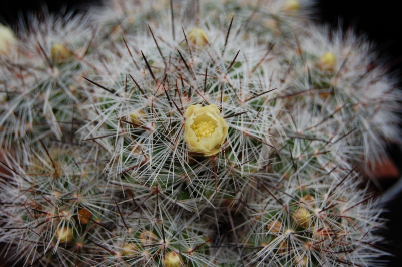 Mammillaria vetula 