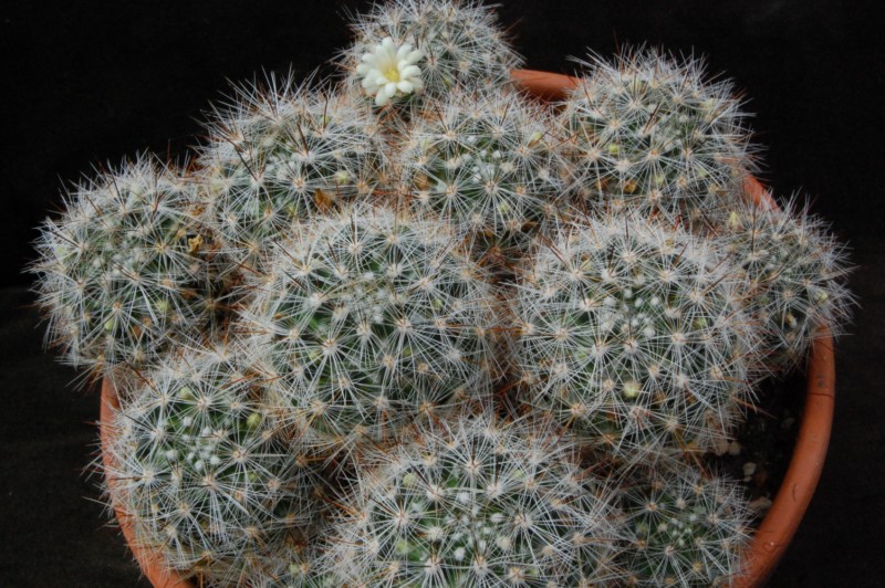 Mammillaria vetula 