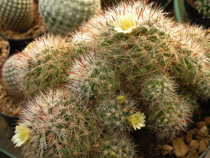 Mammillaria vetula 