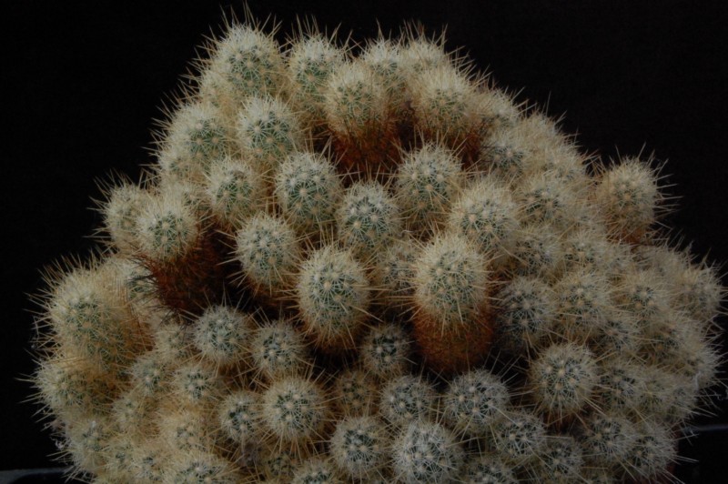 Mammillaria vetula ssp. echinaria 