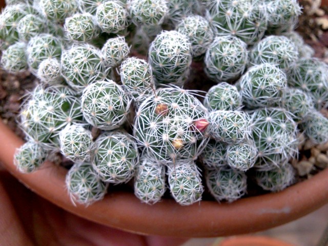 Mammillaria vetula ssp. gracilis 