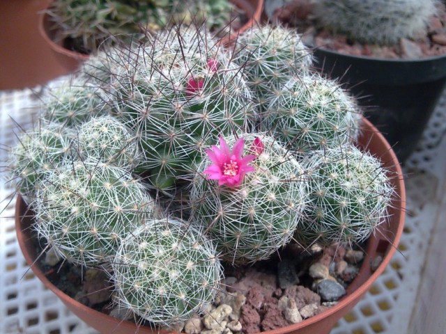 Mammillaria gracilis v. pulchella 