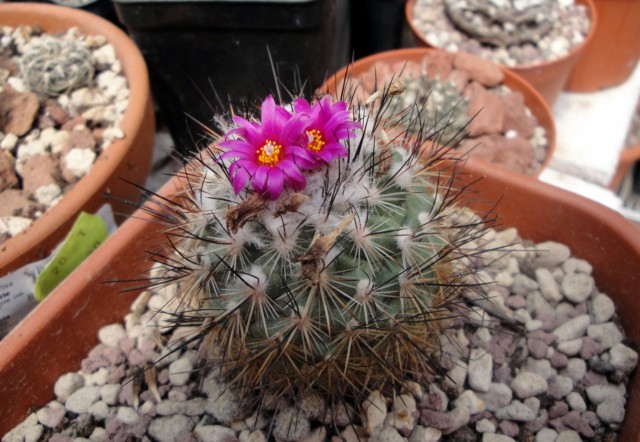 Turbinicarpus viereckii 