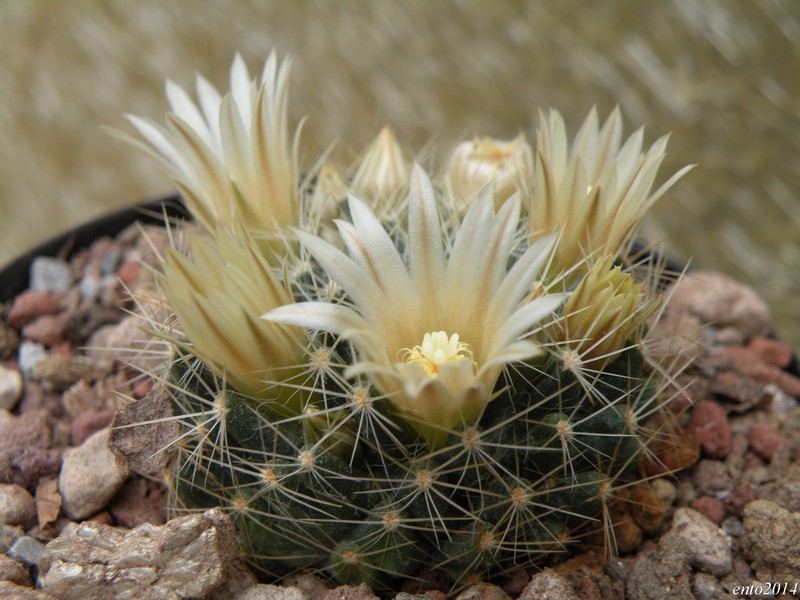 Mammillaria picta ssp. viereckii SB 558