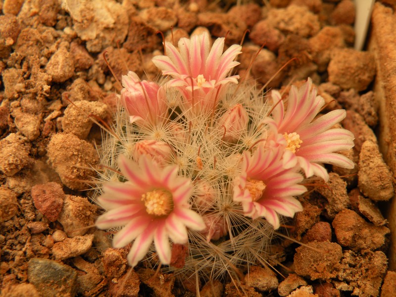 Mammillaria viescensis 