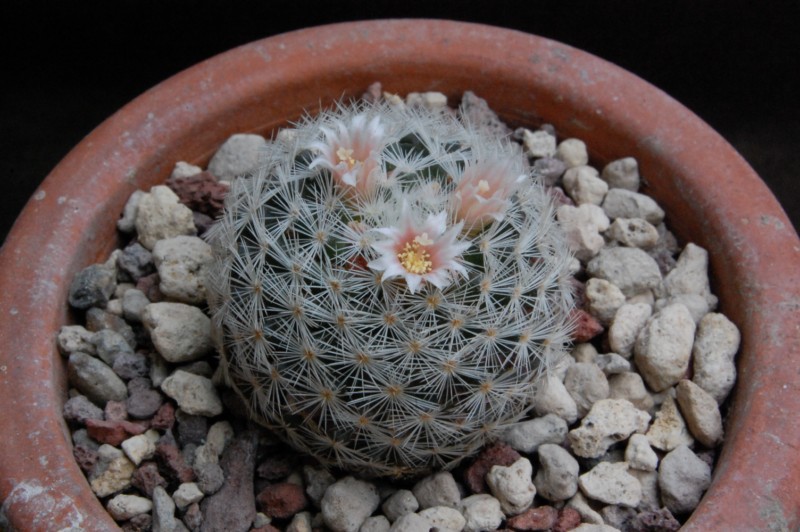 Mammillaria viescensis 