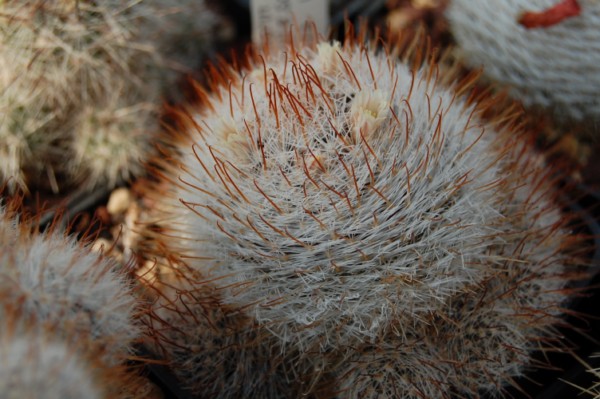 Mammillaria viescensis 