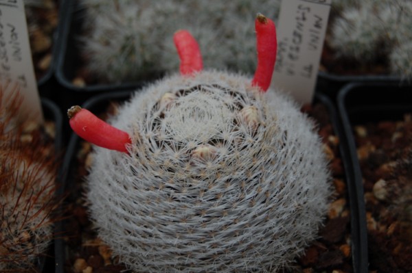 Mammillaria viescensis 