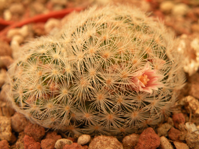 Mammillaria viescensis 