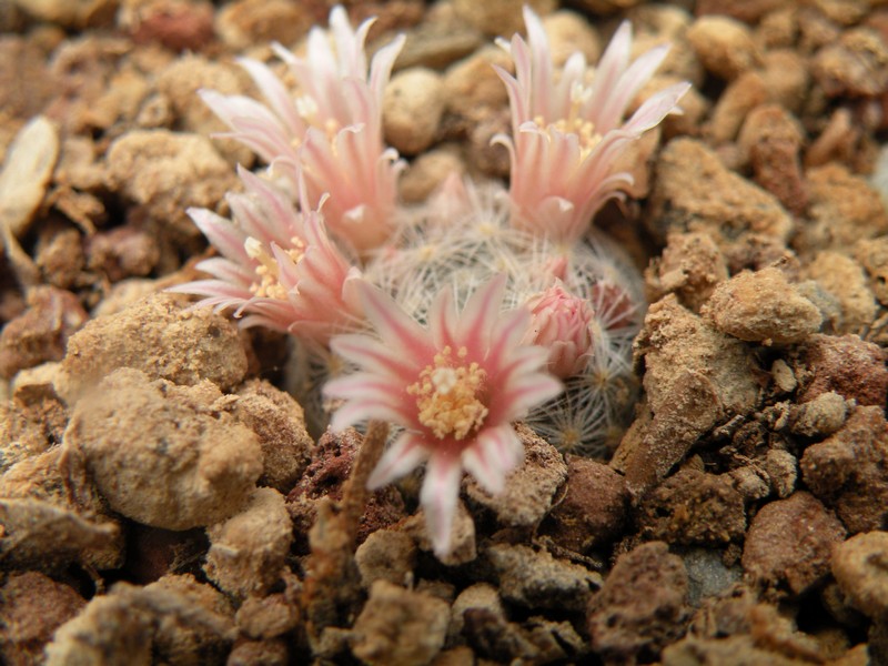 Mammillaria viescensis 