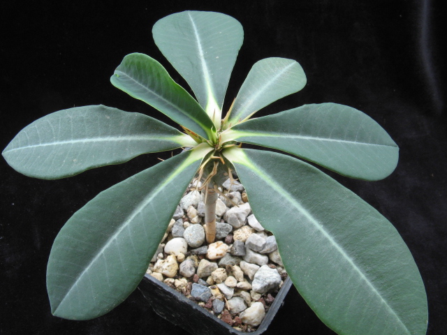 Euphorbia viguieri v. capuroniana 