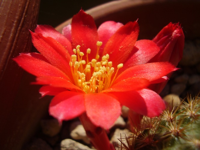 Rebutia violaciflora 