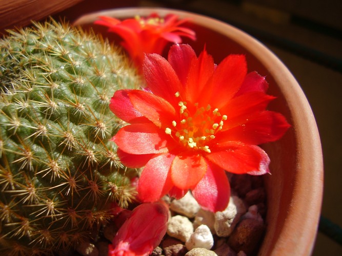 Rebutia violaciflora 