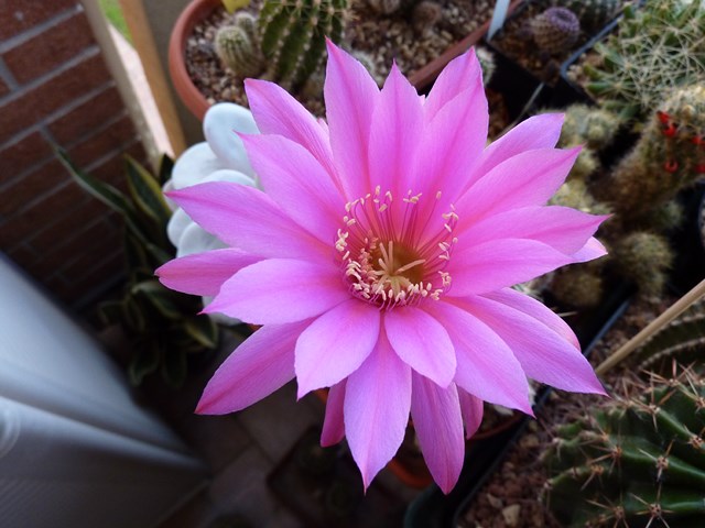 Echinopsis cv. violet's beauty 