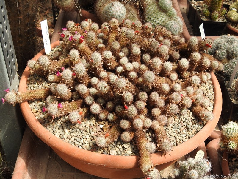 Mammillaria viperina 