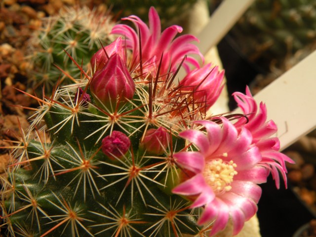 mammillaria spinosissima (virginis) FO 073