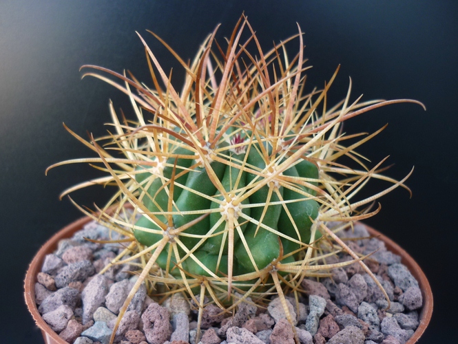 Ferocactus viridescens ssp. littoralis 