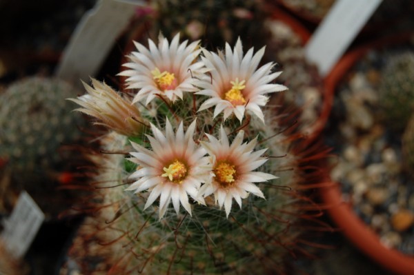 Mammillaria viridiflora SB 69