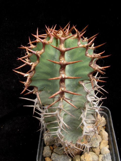 Euphorbia virosa 