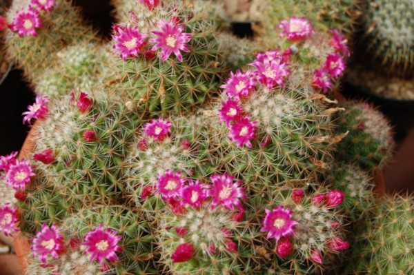 Mammillaria virginis 