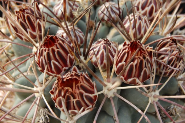 glandulicactus wrightii