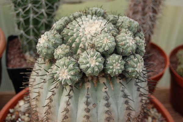 Copiapoa cinerea 