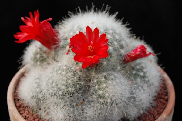 Mammillaria senilis 