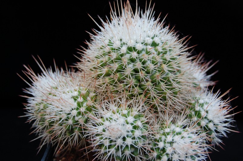 Mammillaria voburnensis v. gerhardii 