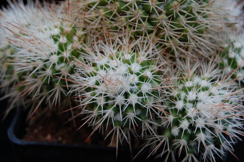 Mammillaria voburnensis v. gerhardii 