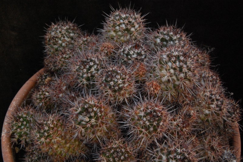 Mammillaria voburnensis 