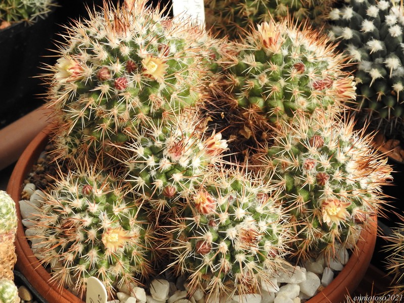 Mammillaria voburnensis v. quetzalcoatl 