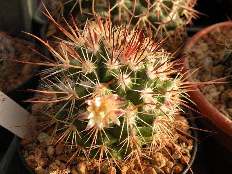 Mammillaria voburnensis v. quetzalcoatl 