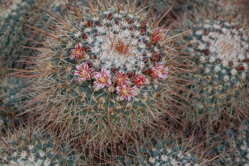 Mammillaria voburnensis v. quetzalcoatl REP 1504