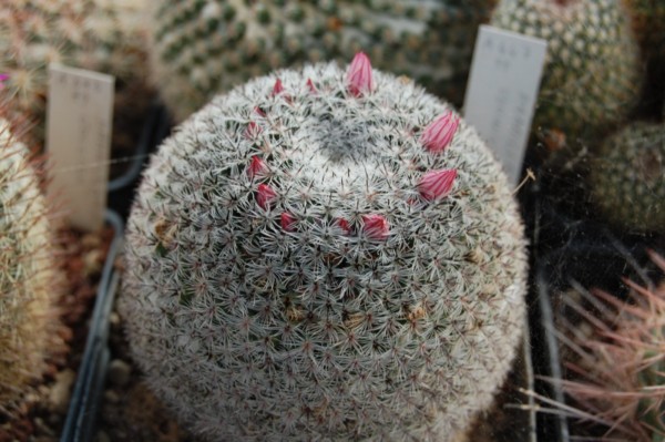 Mammillaria vonwyssiana 