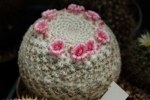 mammillaria vonwyssiana