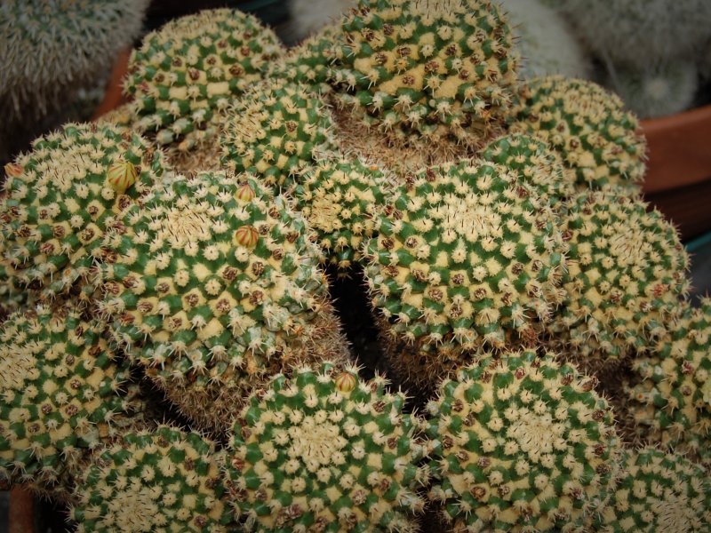 Mammillaria eichlamii 