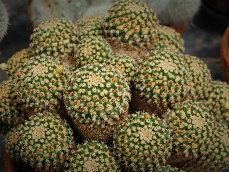 Mammillaria eichlamii 