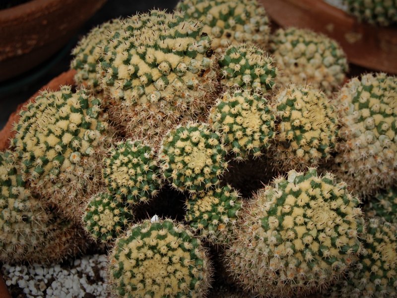 Mammillaria eichlamii 