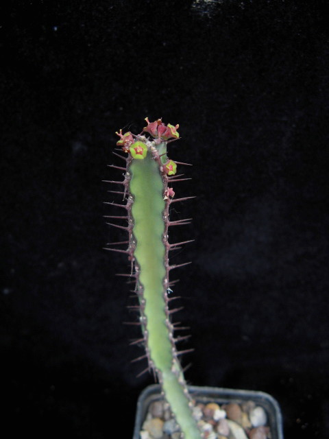 Euphorbia vulcanorum 