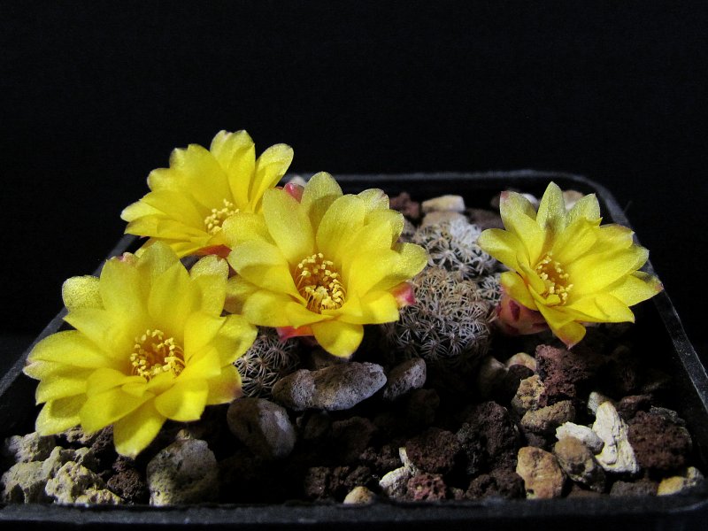 Sulcorebutia langeri VZ126/11